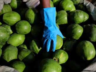 Hallan más de 23 millones en metanfetamina en cargamento de papaya proveniente de México