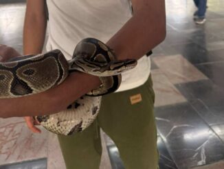 Sorprenden a menor en posesión de una serpiente en el Metro CDMX