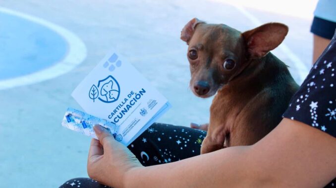 Invita Municipio a vacunar y desparasitar mascotas desde tu auto en Polideportivo
