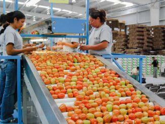 Sader y Economía fijan precios mínimos de exportación para el jitomate