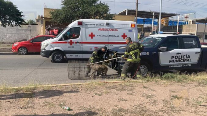 Perro callejero muerde a joven en ataque a su perrito