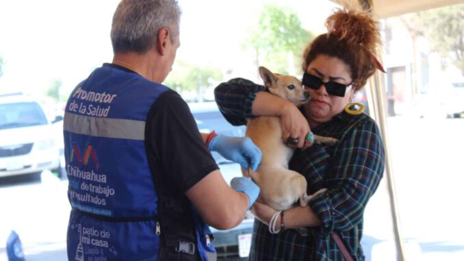 Municipio da a conocer los síntomas de la rickettsia y cómo prevenirla