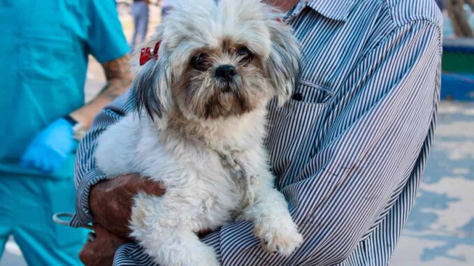 HOY, en el parque El Platanito servicios gratis para tus mascotas