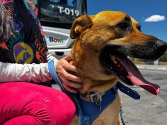 Informa Bowí sobre requisitos e indicaciones al llevar un perro guía o de apoyo emocional