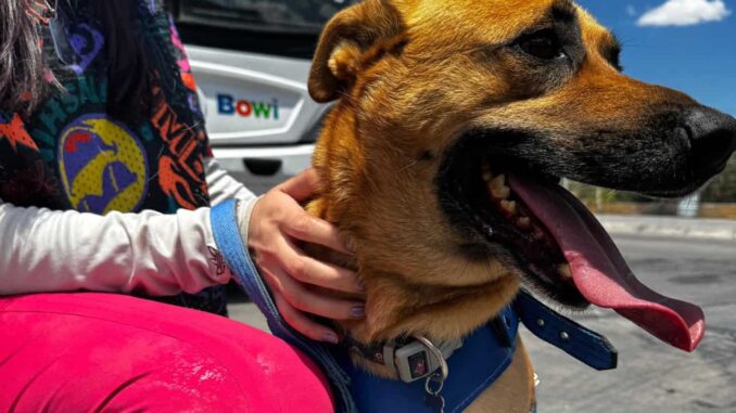 Informa Bowí sobre requisitos e indicaciones al llevar un perro guía o de apoyo emocional