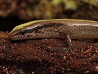 la ‘ Scincella montana ‘