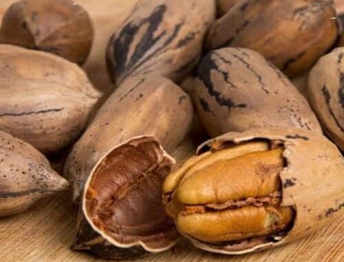 Mantiene Chihuahua liderazgo nacional en producción de nuez pecana