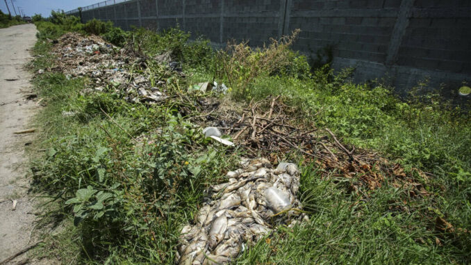 Muerte masiva de peces agrava crisis en Laguna de Tres Palos, en Acapulco