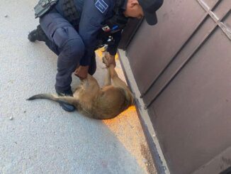 Rescatan a perro atorado en barandal