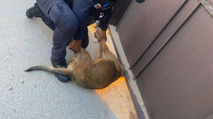 Rescatan a perro atorado en barandal