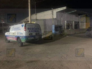 Clausuran crematorio ilegal de mascotas dentro de Central de Abastos