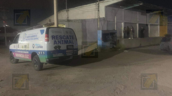 Clausuran crematorio ilegal de mascotas dentro de Central de Abastos