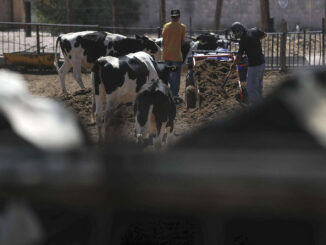 Calculan pérdidas por 850 mdd por cierre de la administración Trump al ganado mexicano