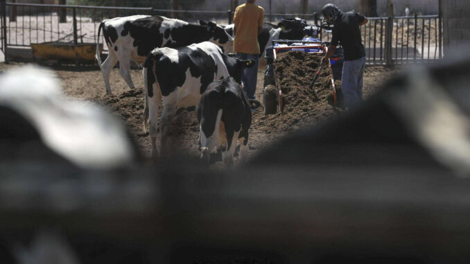 Calculan pérdidas por 850 mdd por cierre de la administración Trump al ganado mexicano