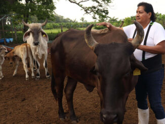 Ganaderos mexicanos enfrentan sobrecostos de 400 millones de dólares por gusano barrenador