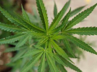 Gobierno de la Ciudad de México reubica puntos para el consumo lúdico de mariguana