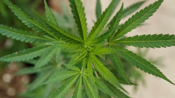 Gobierno de la Ciudad de México reubica puntos para el consumo lúdico de mariguana