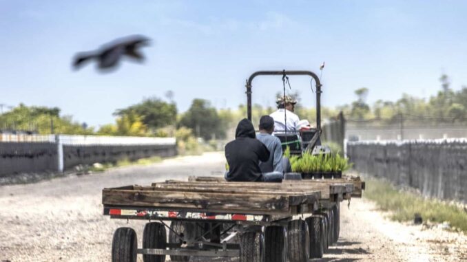 Trump reconoce que trabajadores migrantes que expulsa son difíciles de reemplazar