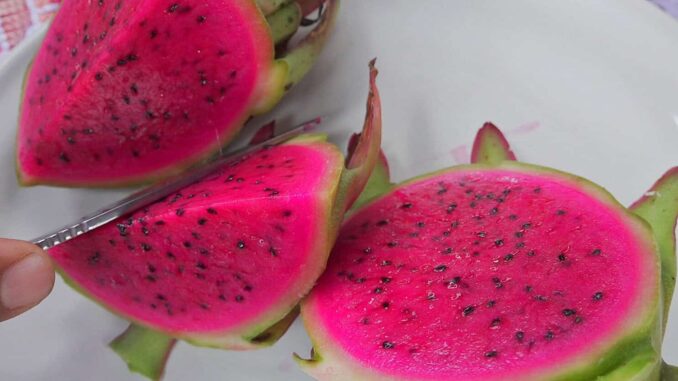 Productores de Oaxaca apuestan por cultivo de la pitahaya para arraigar a juventud