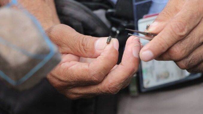 Colocan primeras 500 trampas para detectar a la mosca portadora del Gusano Barrenador del Ganado
