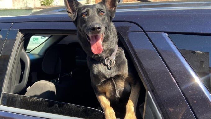 ¡Aún sigue el calor! Municipio exhorta no dejar niños ni mascotas en vehículos para evitar incidentes