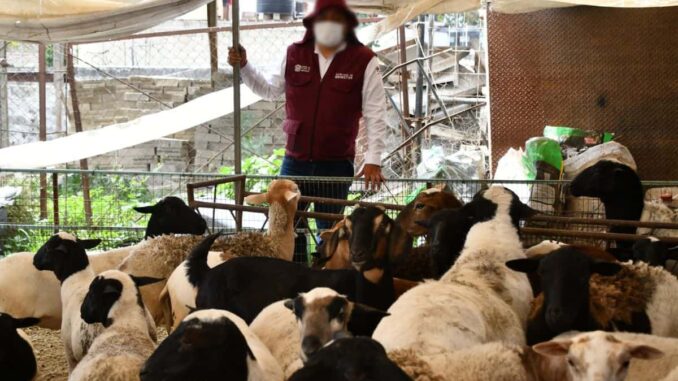 Entregan a habitantes del Edomex gallinas, borregos y carne asegurados en Operación Liberación