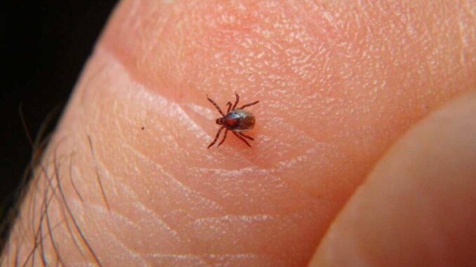 ¿qué es y cómo se contagia la Rickettsiosis?