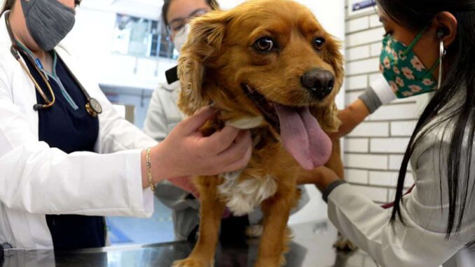 campañas de esterilización gratuita en CDMX y Edomex