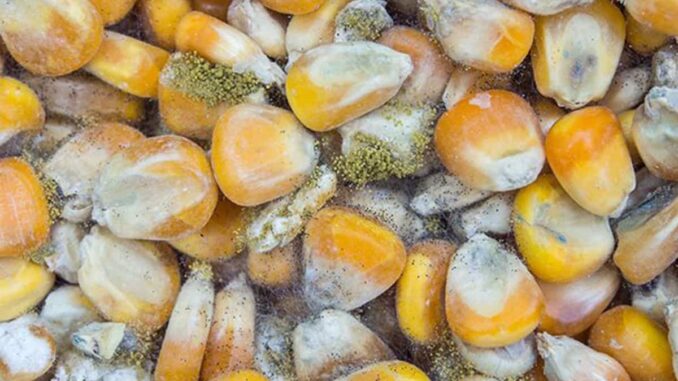 Científica de la UNAM alerta de hongos que provocan cáncer de hígado