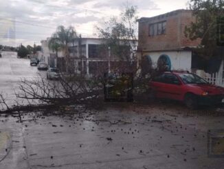 Cae árbol de gran tamaño sobre vehículo y barandal en la colonia Lealtad I
