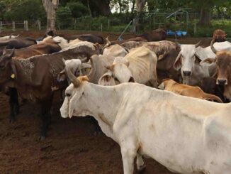 Distribuidores de ganado proponen 10 acciones ante impacto económico por cierre de frontera