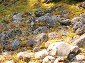 México y Cuba sellan una alianza para proteger y estudiar sus reservas de biosfera