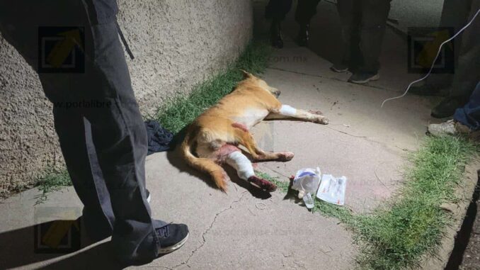 Detienen a hombre por disparar a un perro y amenazar a menores en la colonia Sierra Azul