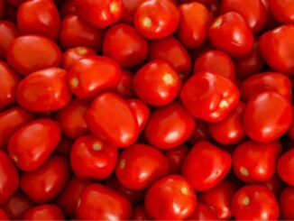 Estiman 47 mil empleos en riesgo en EE.UU. por arancel al jitomate mexicano