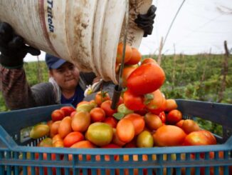 México considera «injusta» la imposición de aranceles al jitomate por parte de EE.UU.