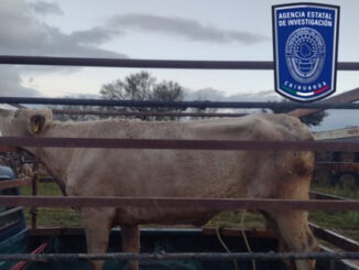 Aseguran dos bovinos que fueron robados en colonia Granjas Cerro Grande