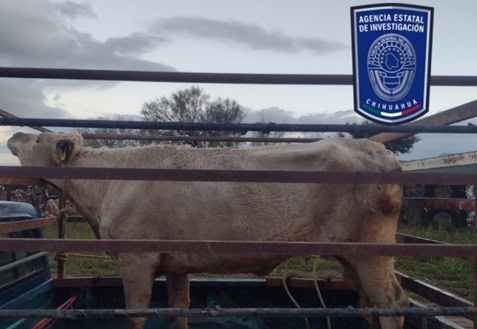 Aseguran dos bovinos que fueron robados en colonia Granjas Cerro Grande