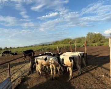 Recupera Fiscalía de Distrito Zona Centro ganado lechero robado