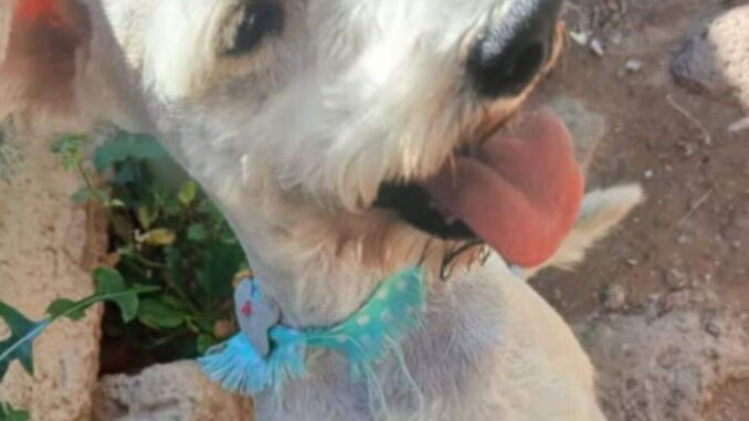 Perrito busca a su familia; encontrado a la altura de la colonia Villa