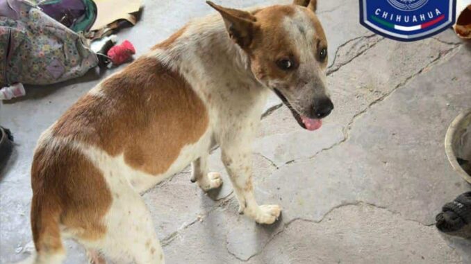 Rescatan Policías Investigadores a perrito en condiciones de maltrato en Parral