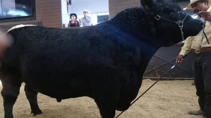 Impulsa SDR alternativas de comercialización con subastas de novillos en Expogan 2025