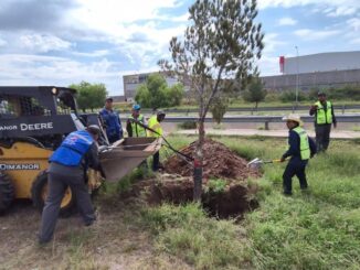 Concluye reubicación de árboles en la zona de construcción del Paso Superior Vialidad Nogales e Industrias