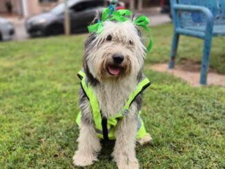 Conoce a Bartola, perrita que supervisa los parques de Chihuahua Capital