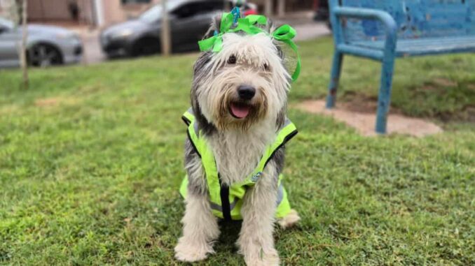 Conoce a Bartola, perrita que supervisa los parques de Chihuahua Capital