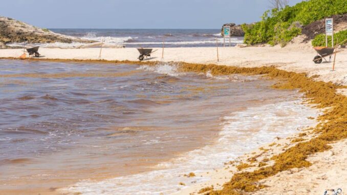 Quintana Roo y la Unión Europea fortalecen cooperación para transformar el sargazo en desarrollo sostenible