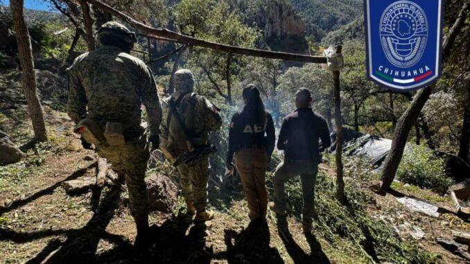 Aseguran plantíos de mariguana y campamentos al norte del municipio de Chihuahua