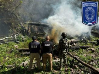 Continúa operativo de destrucción de plantíos de mariguana al norte del municipio de Chihuahua