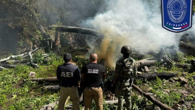 Continúa operativo de destrucción de plantíos de mariguana al norte del municipio de Chihuahua