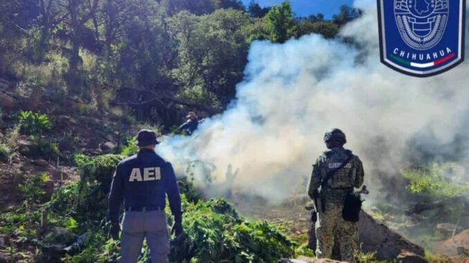 Realizan nueva quema de plantíos de droga en Cañón La Sierrita
