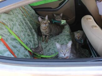 Brindará Municipio servicios gratuitos para mascotas en el Wellness Fest 2025